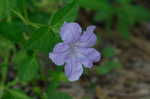 ruellia